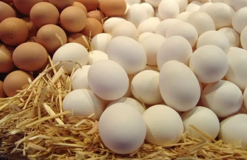 Яйцо куриное,  С1,  белое и коричневое.Экспорт,  