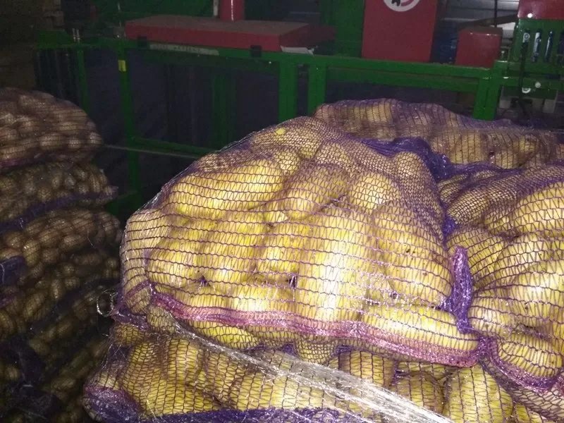 Купим картофель в Москве от 22 тонн партия.