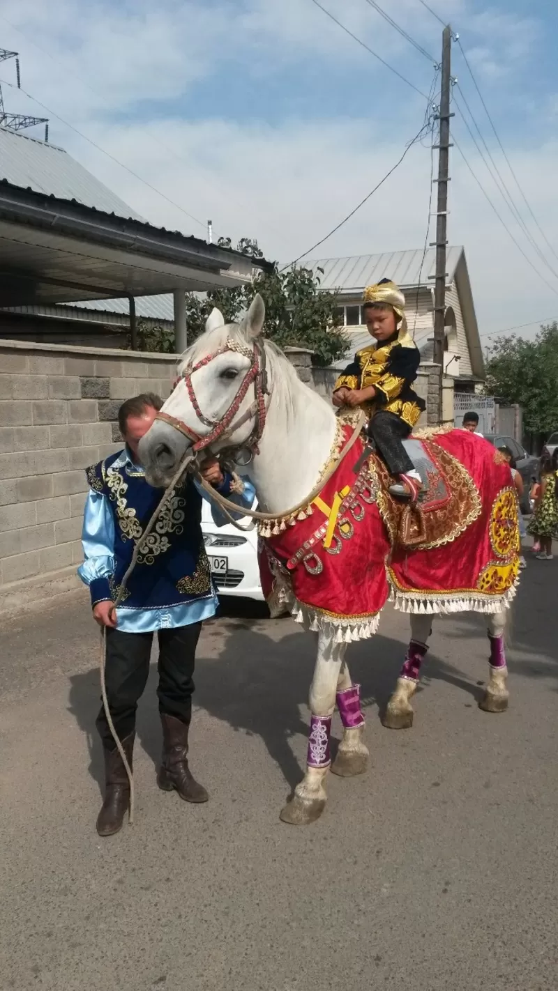 конь в Алматы