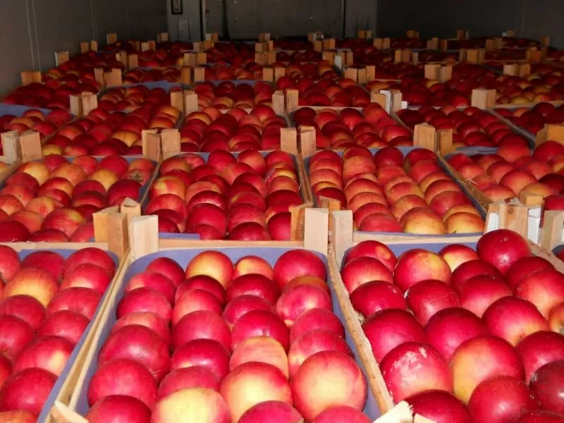 Яблоки оптовая продажа прямо со склада