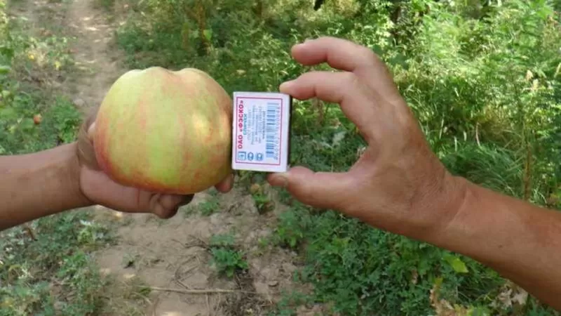 Оптовая продажа яблок со склада в Казахстане. 2
