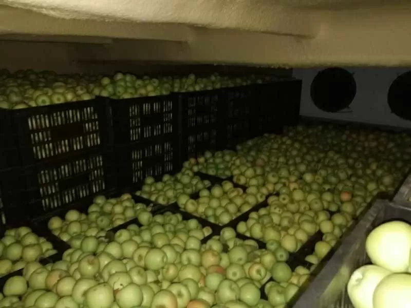 Оптовая продажа яблок со склада в Казахстане. 4