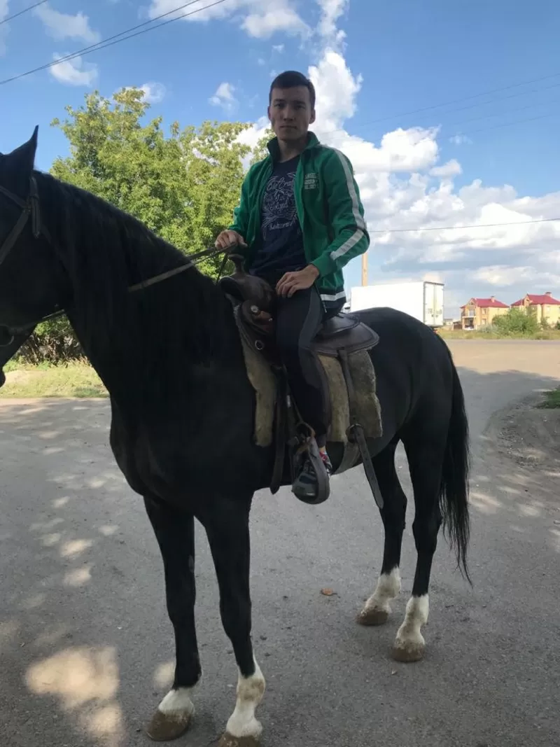 кареты,  коневоз 5