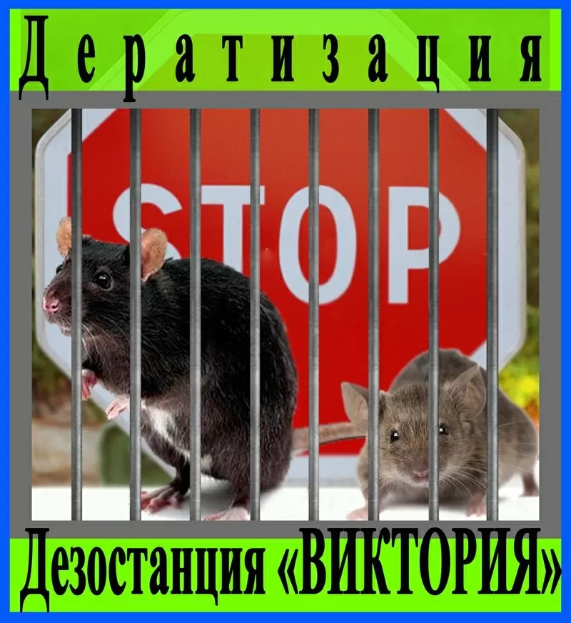 Дератизация - уничтожение грызунов в Алматы и области