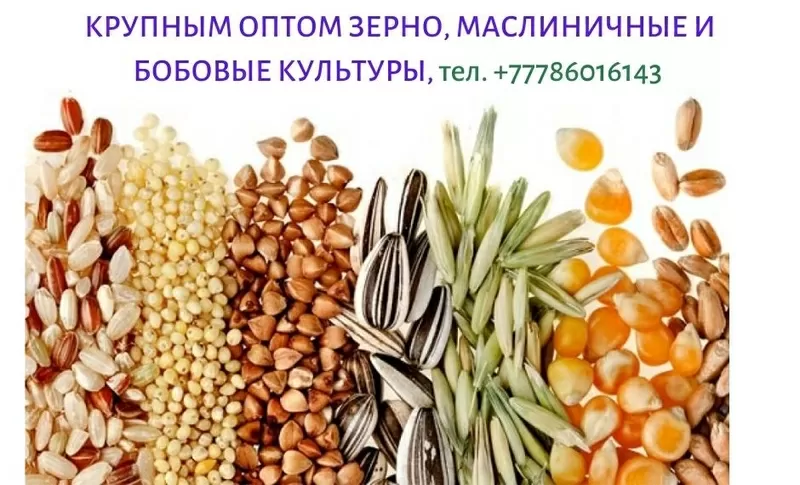 Крупным оптом продаем зерновые,  масличные и бобовые культуры,  тел. +77786016143 2