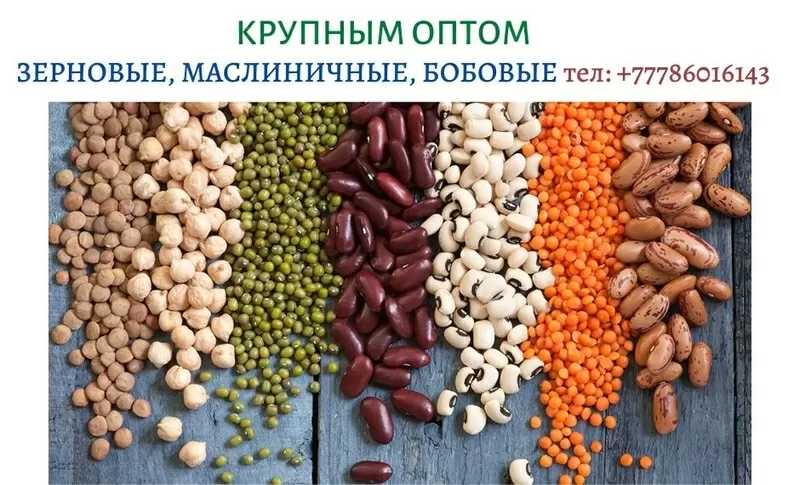Крупным оптом продаем зерновые,  масличные и бобовые культуры,  тел. +77786016143 3