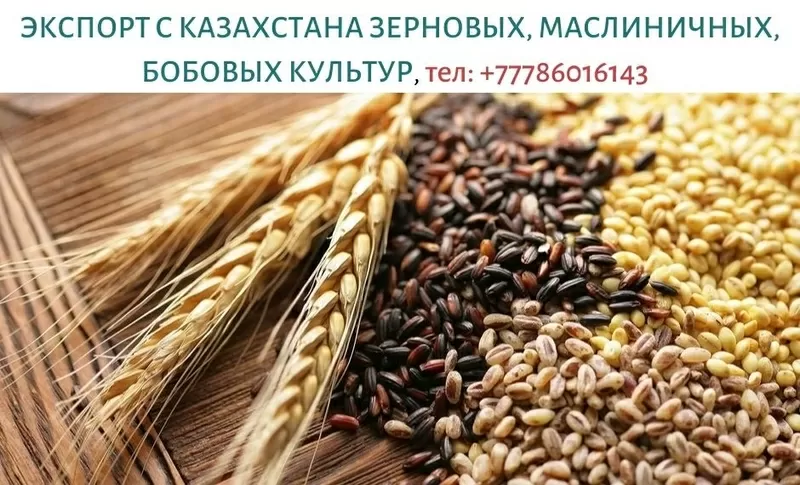 Крупным оптом продаем зерновые,  масличные и бобовые культуры,  тел. +77786016143