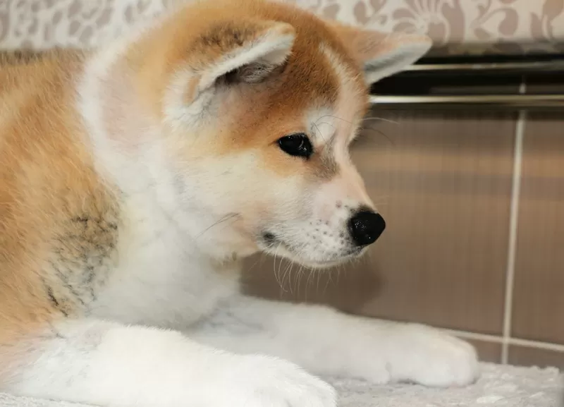 Продам щенков породы японская Акита-ину 3