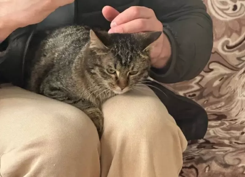 Кошка в добрые руки 2