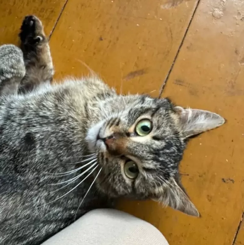 Кошка в добрые руки 4