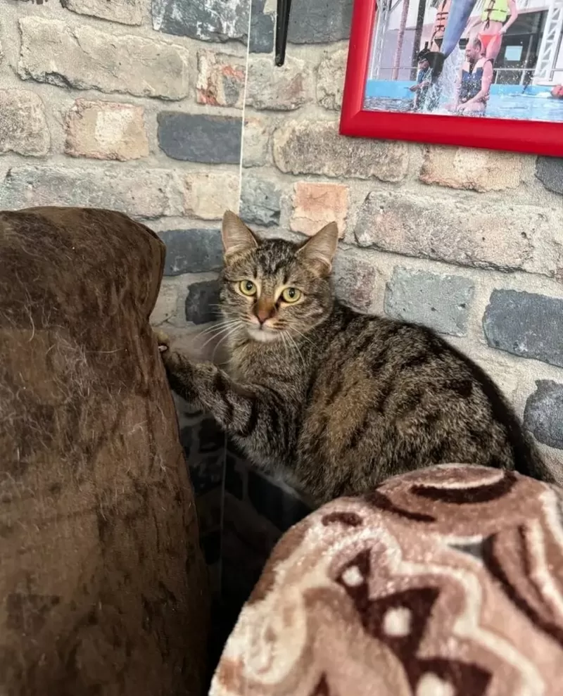 Кошка в добрые руки 3