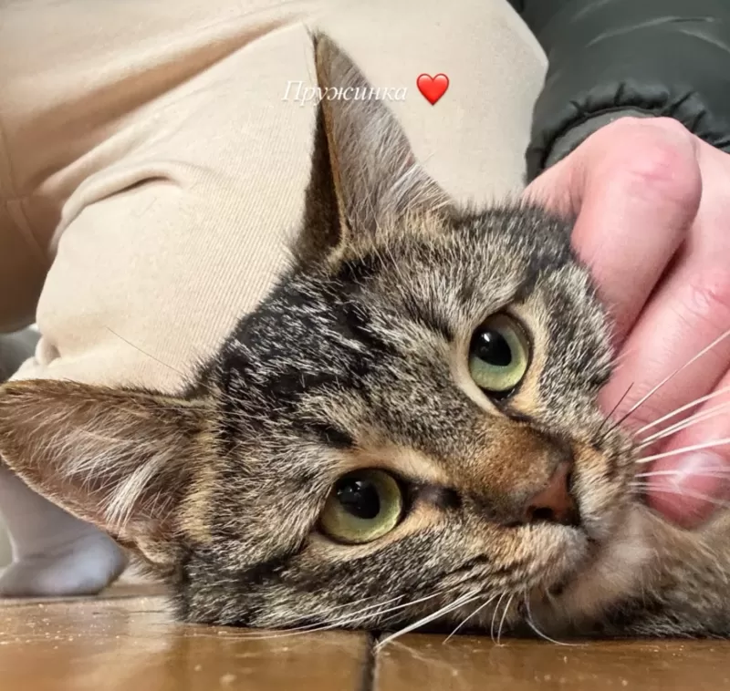Кошка в добрые руки
