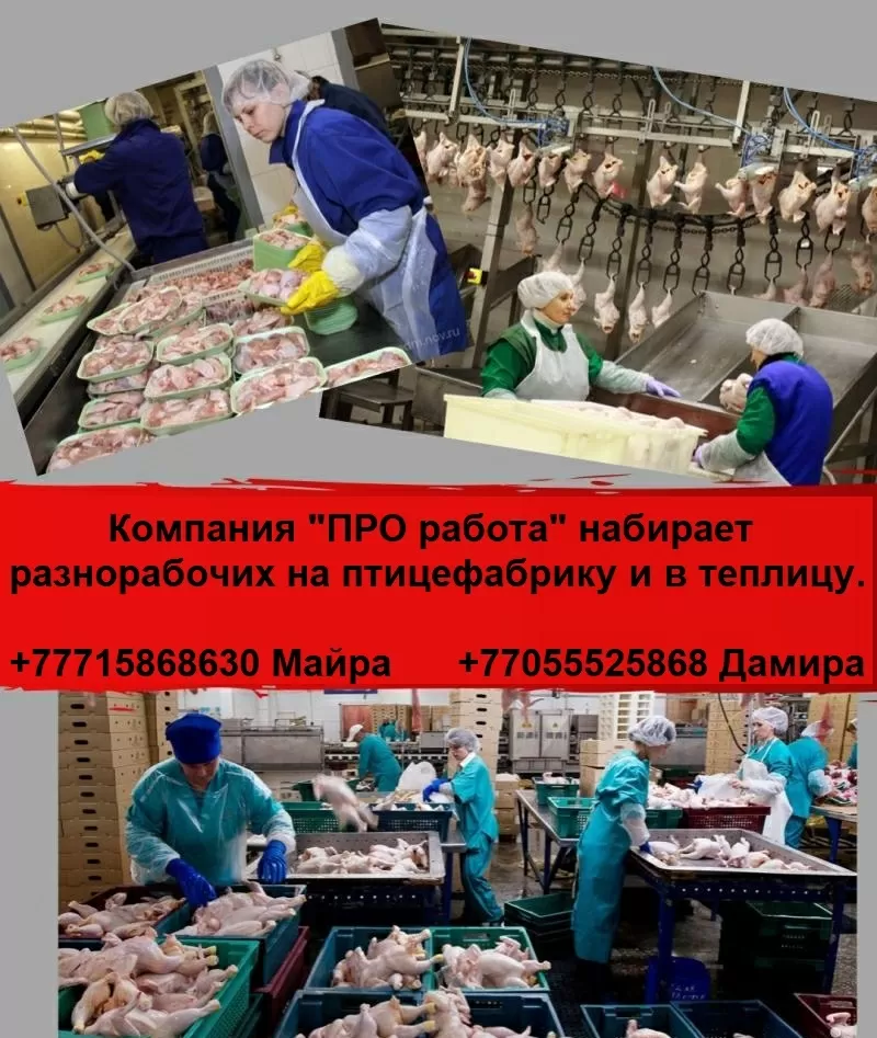 Компания ПРO работа ищeт разнорабочих на работу в птицефабр. и теплицу
