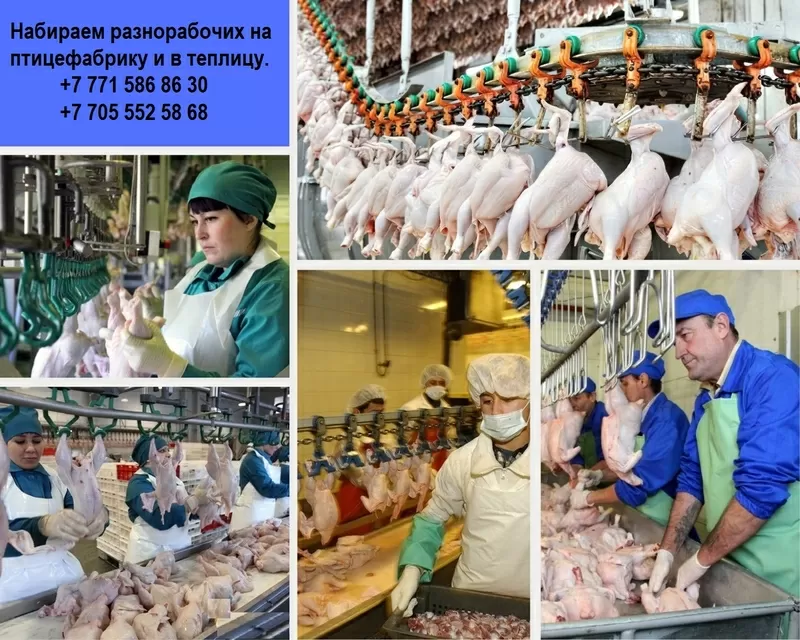 Компания ПРO работа ищeт разнорабочих на работу в птицефабр. и теплицу 2