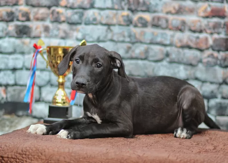 Американский питбультерьер 2