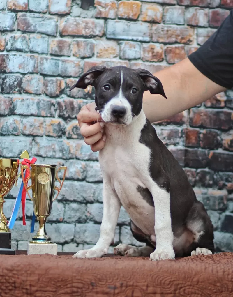 Американский питбультерьер 3