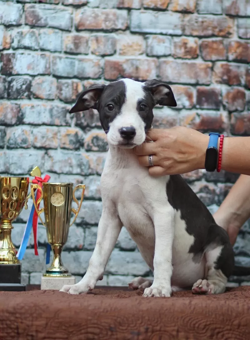 Американский питбультерьер 4