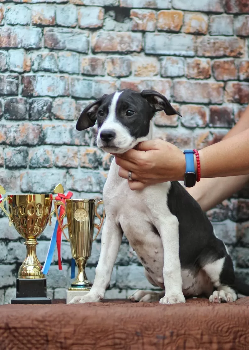 Американский питбультерьер