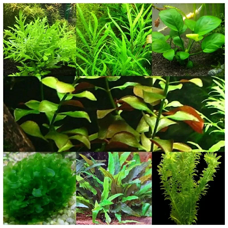 Продаются аквариумные растения.