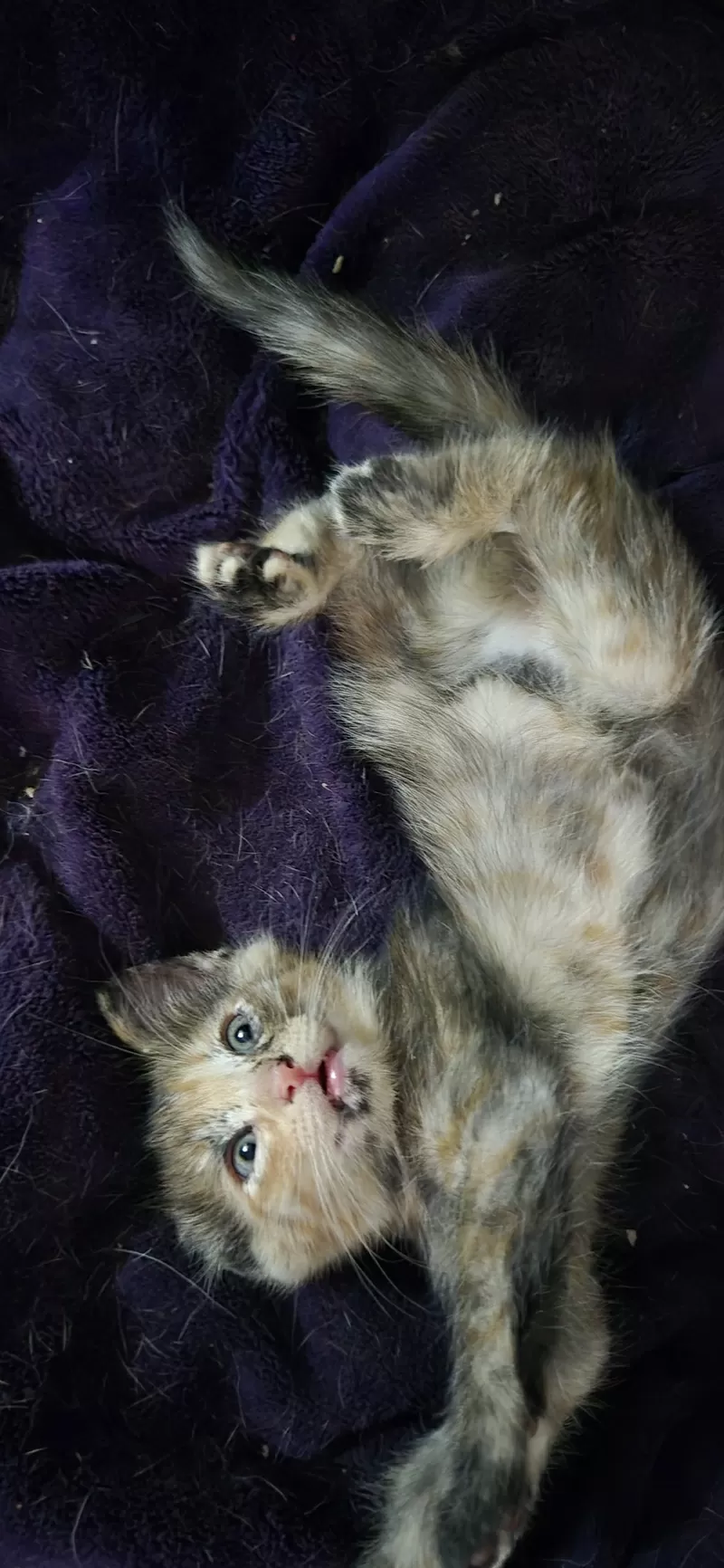 Котенок в добрые руки! 5