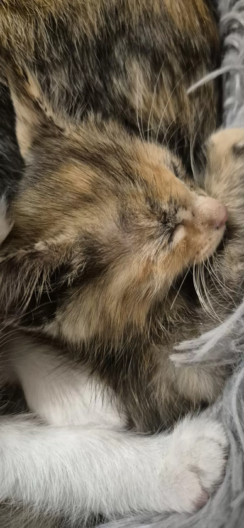 Котенок в добрые руки! 4