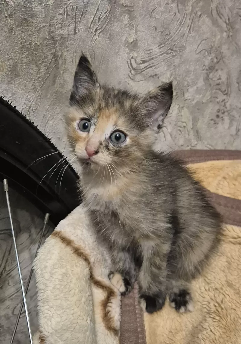 Котенок в добрые руки!
