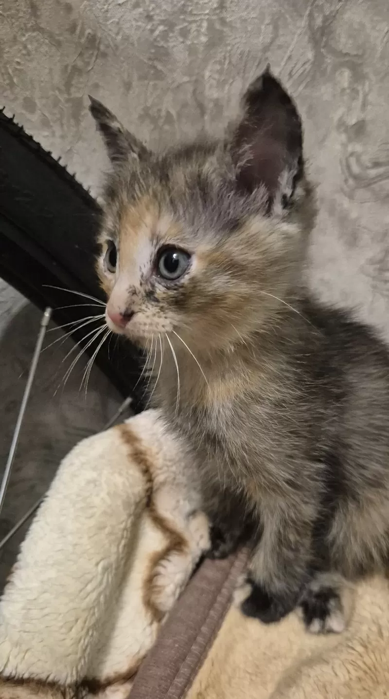 Котенок в добрые руки! 3