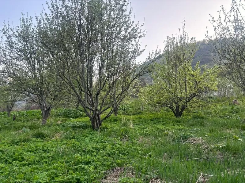 Продам участок в Иле-Алатауском национальном парке 3
